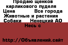 Продаю щенков карликового пуделя › Цена ­ 2 000 - Все города Животные и растения » Собаки   . Ненецкий АО,Несь с.